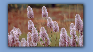 1993_NT_D05-13-30_Hairy Mulla Mulla(Ptilotus helipteroides).jpg